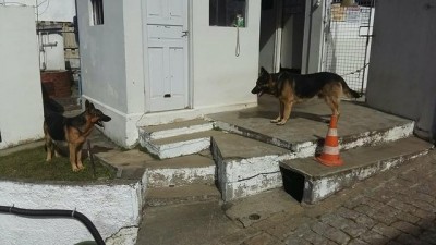 dufi teka.jpg