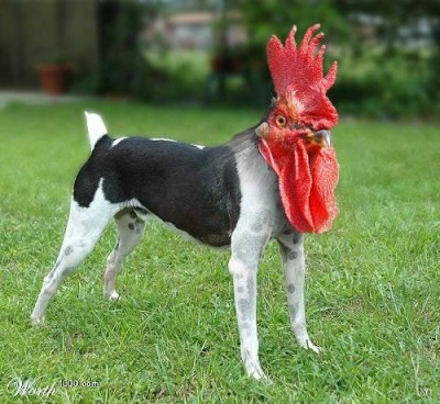 Cachorro Galo .jpg